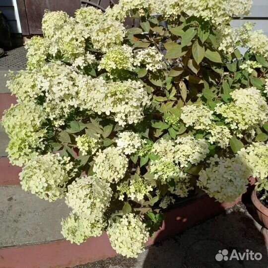 Растения для сада