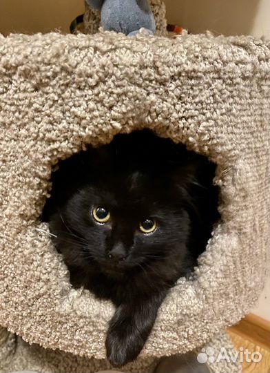 Котенок мальчик в дар