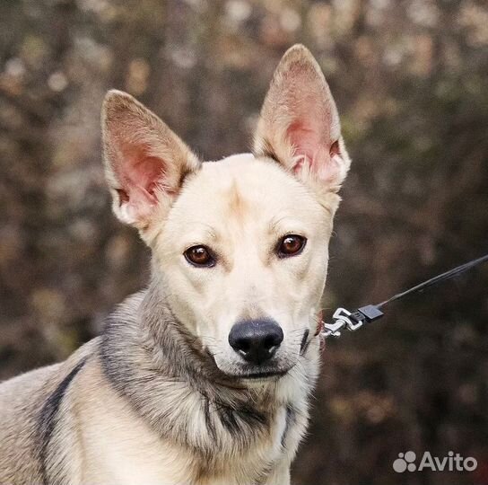Щенок в добрые руки бесплатно