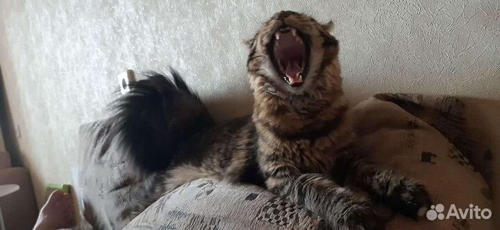 Кот мейн-кун вязка