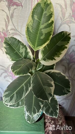 Фикус эластика тинеке