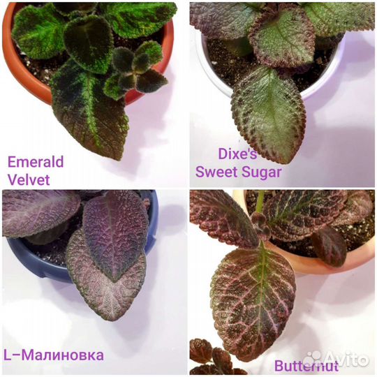 Эписции сортовые