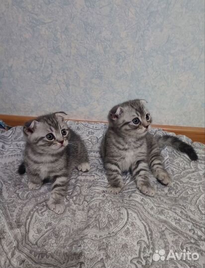 Шотландская