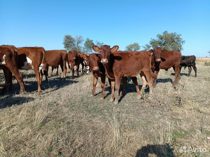 Телята (телочки)