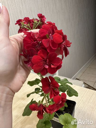 Пеларгония герань сортовая