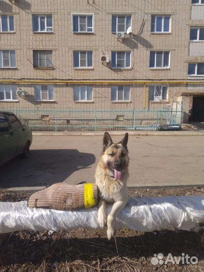 Овчарка (вязка)