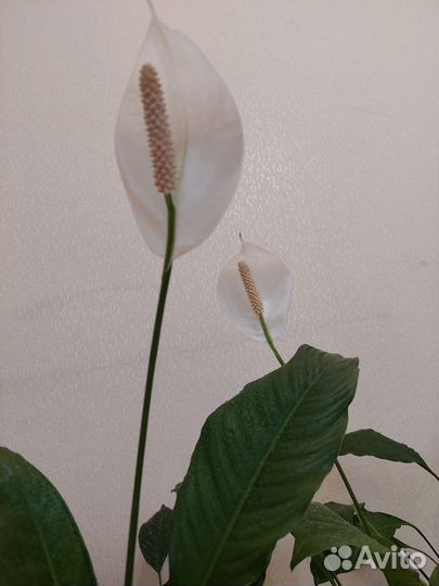 Спатифиллум сортовые