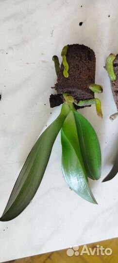 Орхидея фаленопсис детка 1.7