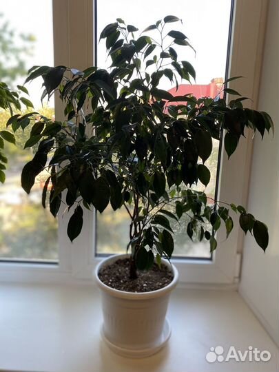 Фикус бенжамина