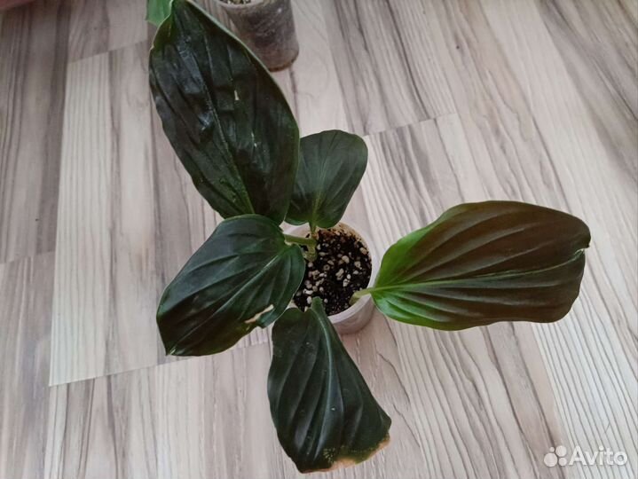 Марантовые и кемпферии от 17.07