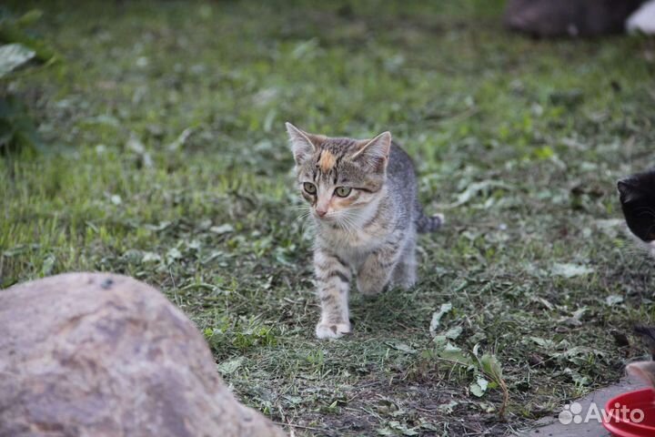 Котята в дар