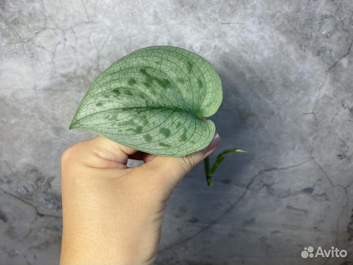 Сциндапсус