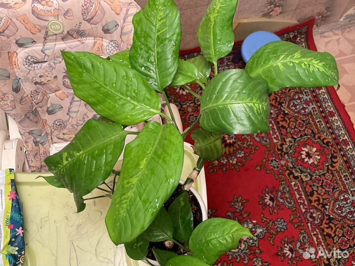 Диффенбахия зеленая