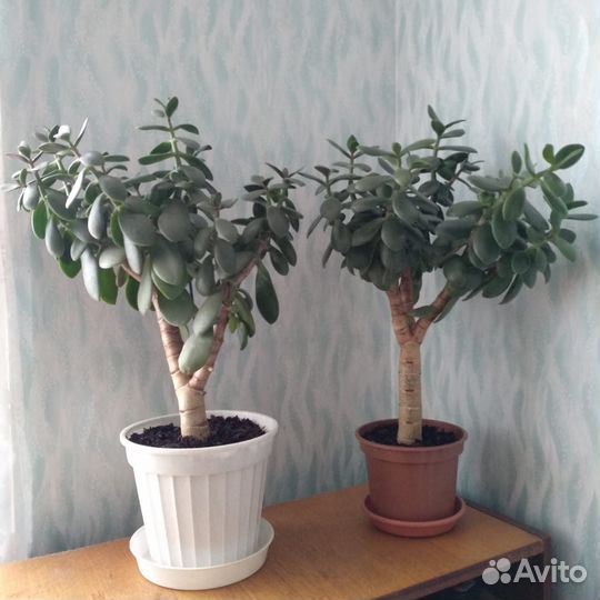 Денежное дерево (толстянка)