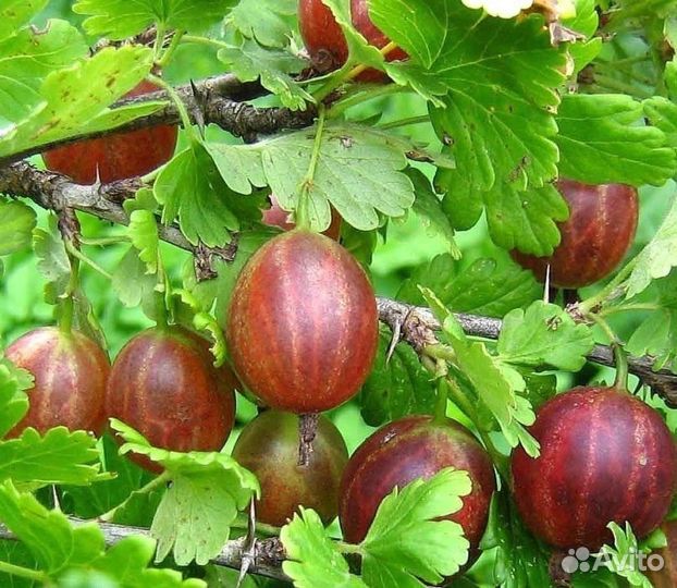 Крыжовник продажа Барнаул