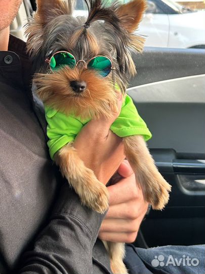 Футболка для собак,мелких