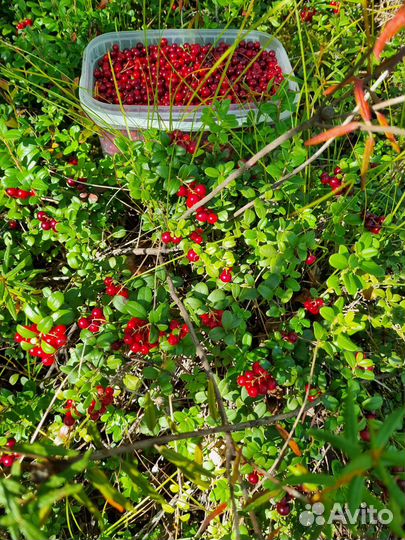 Брусника свежая