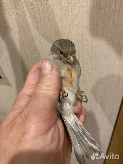 Канарейка самка 1 год