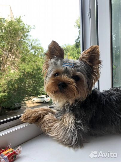 Вязка собак