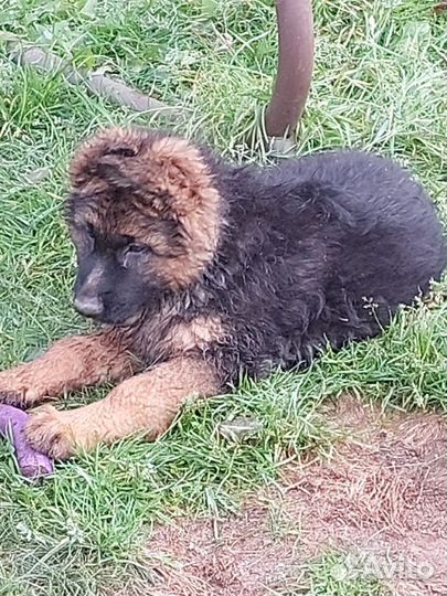 Немецкая длинношерстная овчарка