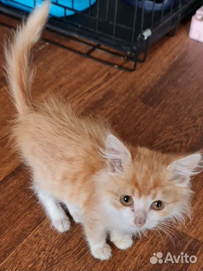 Мальчик полтора месяца