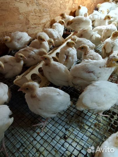 Суточные Перепелята