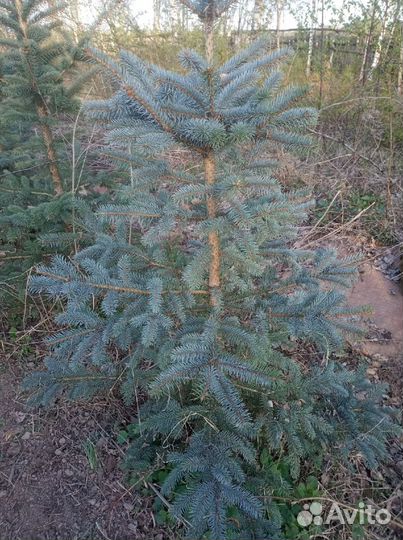 Ель голубая