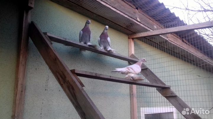 Алматинские сиреневые бойные голуби