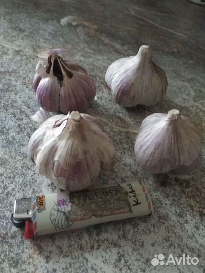 Семена чеснока