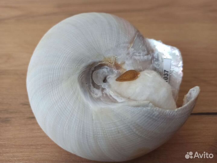 Морская раковина