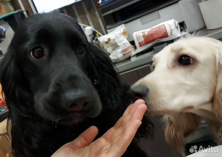 Собаки кокер спаниель