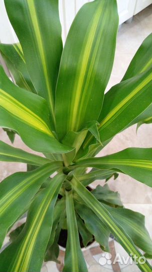 Пальма драцена вариегатная