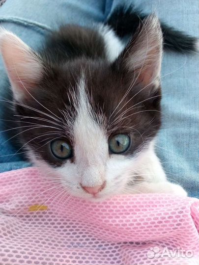 Кошка- мышеловка в добрые руки