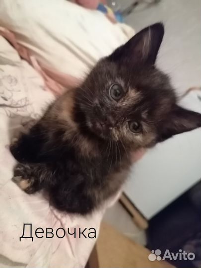 Котята в добрые руки бесплатно