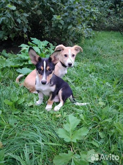 Мальчики щенки