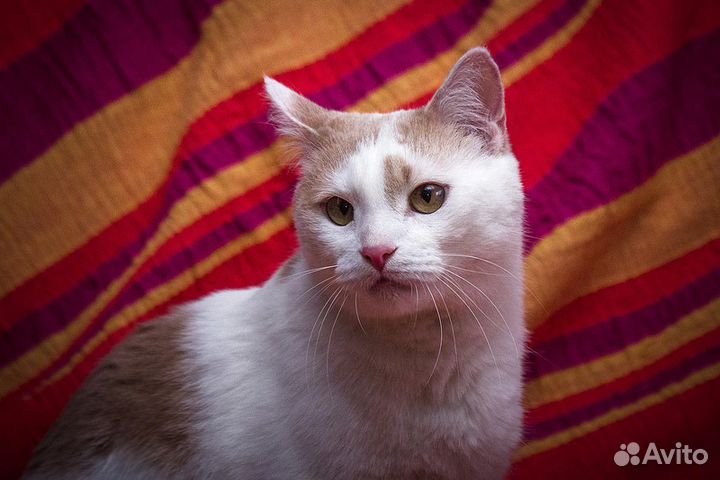 Зефир в дар