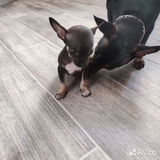 Той-терьер щенки