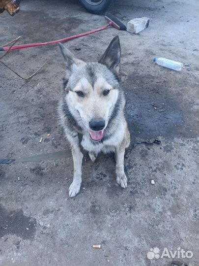 Собака в добрые руки