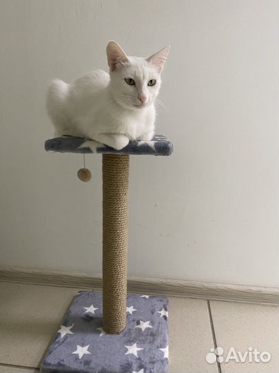 Кошка в дар бесплатно