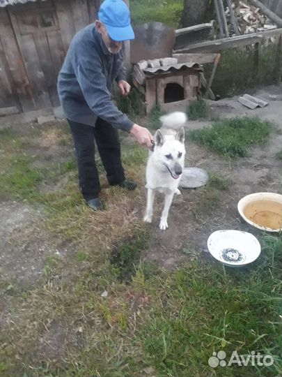 Собака в добрые руки отдам бесплатно