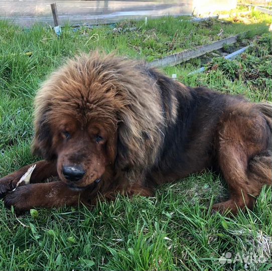 Вязка тибетский мастиф