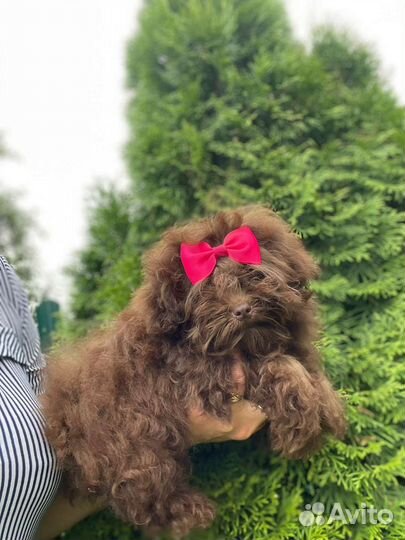 Микро мальтипу