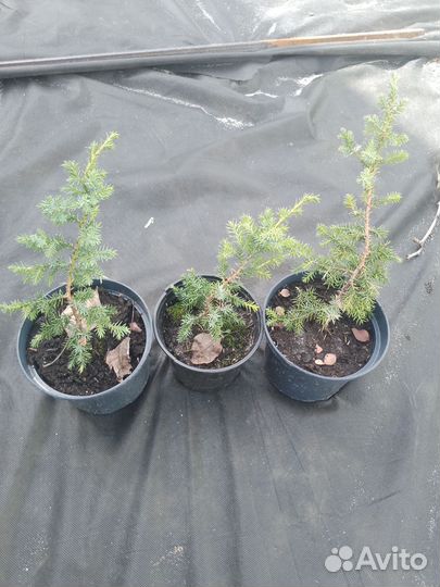 Можжевельник чешуйчатый, 