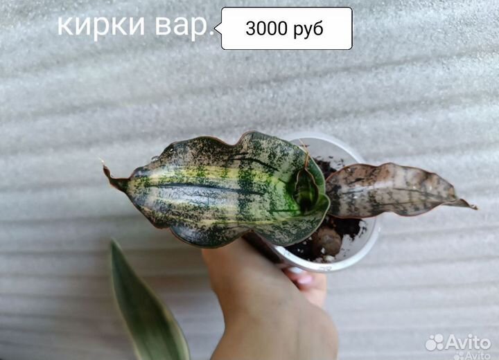 Сингониум филодендрон