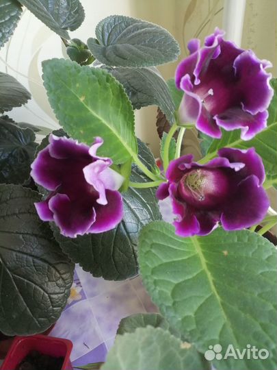 Семена глоксинии