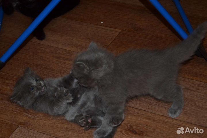 Игривые котята