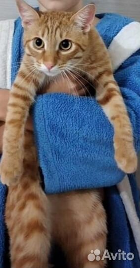 Котик бесплатно