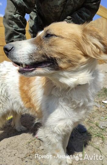 Шикарный песëль ищет любящую семью