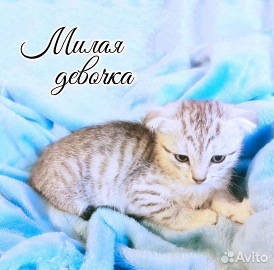 Вислоушкины малышки