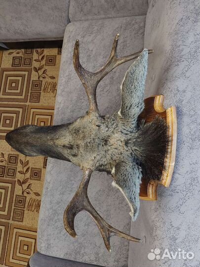 Чучело лося